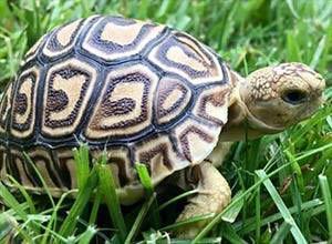 leopard tortoises