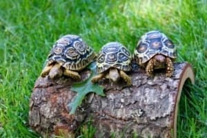 giant leopard tortoise