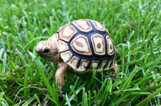 leopard tortoises for sale online