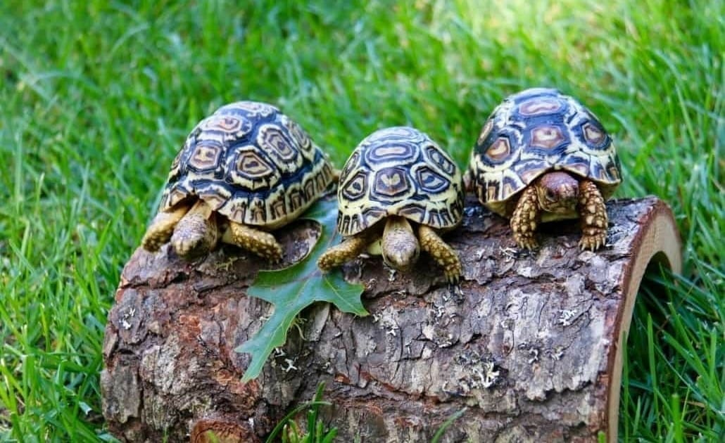 leopard tortoises for sale