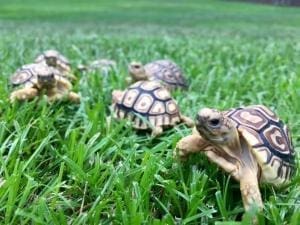 leopard tortoises for sale