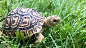 leopard tortoises for sale online