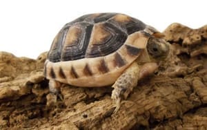 marginated tortoise