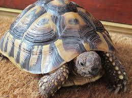 marginated tortoise for sale