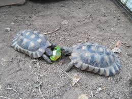 marginated tortoises for sale