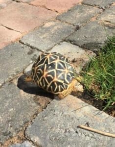 medium sized tortoises for sale