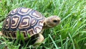 medium sized tortoise for sale