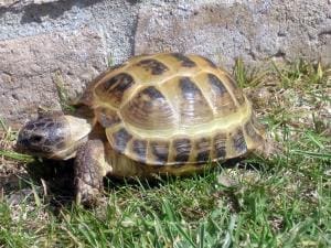 medium sized tortoise for sale online