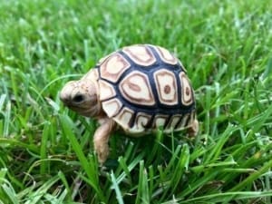 medium sized tortoises for sale