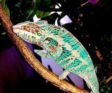 baby chameleons baby panther chameleon