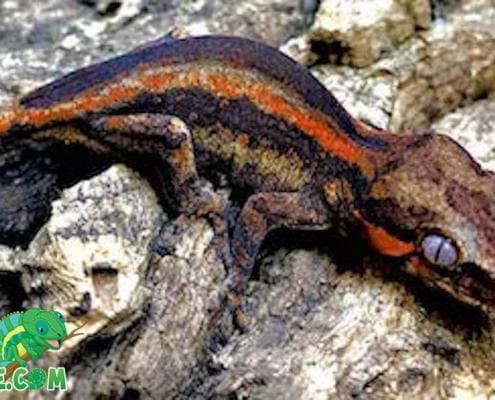 orange stripe gargoyle gecko