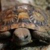 pancake tortoise for sale