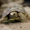 pancake tortoise for sale online