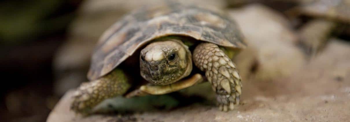 pancake tortoise for sale online