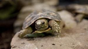 pancake tortoise for sale online