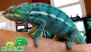 panther chameleon