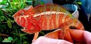 panther chameleon breeder