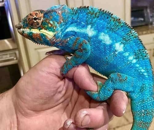 panther chameleon breeder near me