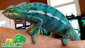 panther chameleon for sale
