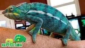 chameleon sale