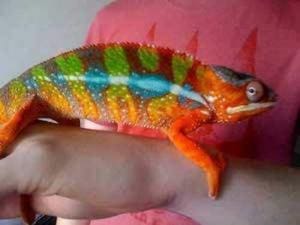 panther chameleon for sale