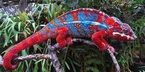 panther chameleons