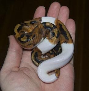 pied ball python