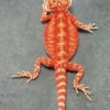 red bearded dragon
