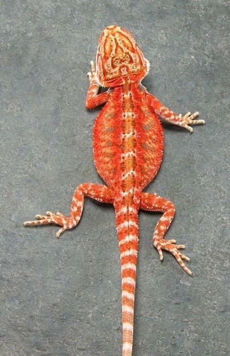 red bearded dragon