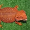 red bearded dragons for sale