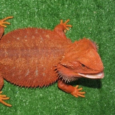 red bearded dragons for sale