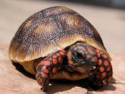 red foot tortoise for sale