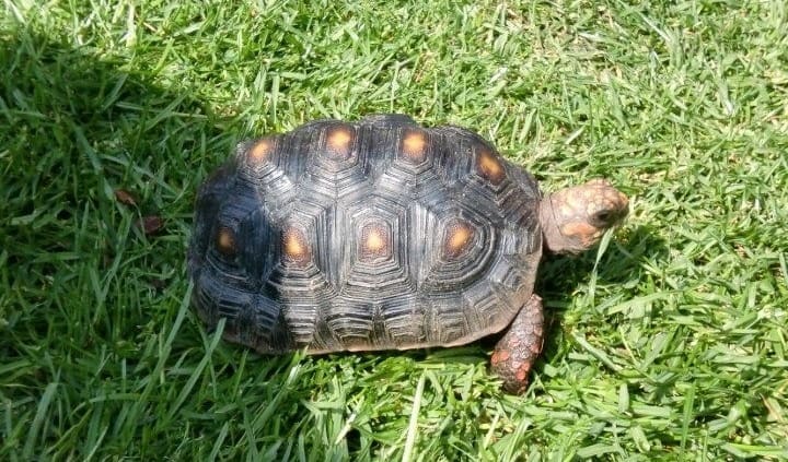 red foot tortoises for sale online