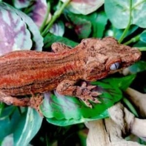 red gargoyle gecko