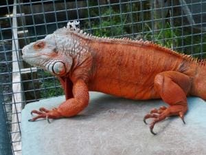 red iguana