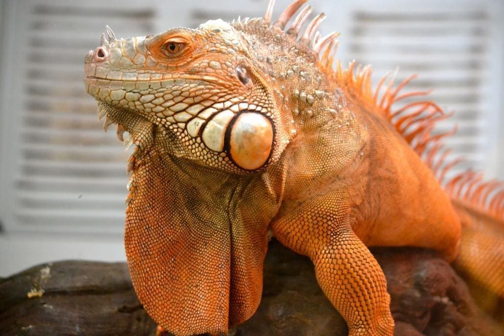 exact iguanas for sale baby iguana for sale near me Rhino blue green red