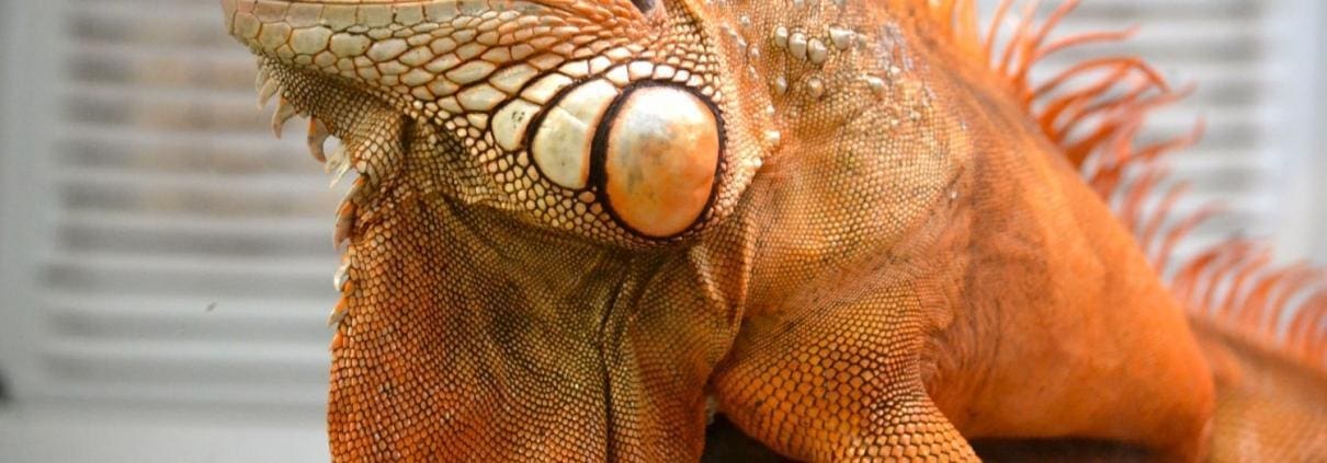 Red iguana for sale petco 2025
