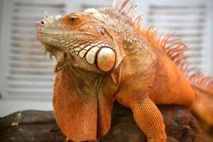 red iguana for sale