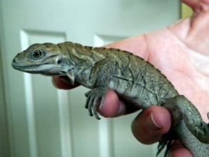 rhino iguana for sale