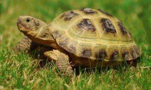 russian tortoise for sale