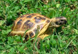 russian tortoise for sale