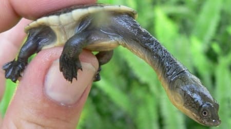 snake neck turtles for sale