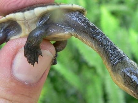 snake neck turtles for sale