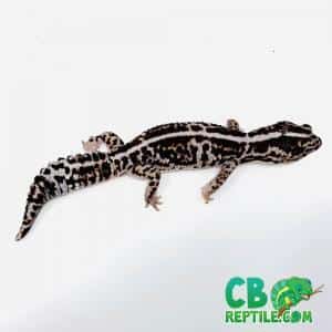 Striped whiteout African fat tail gecko