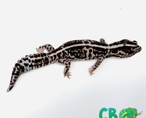 Striped whiteout African fat tail gecko