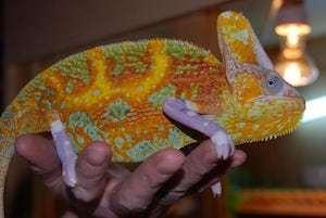 chameleon baby