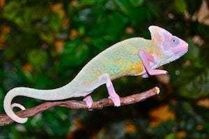 pet chameleon