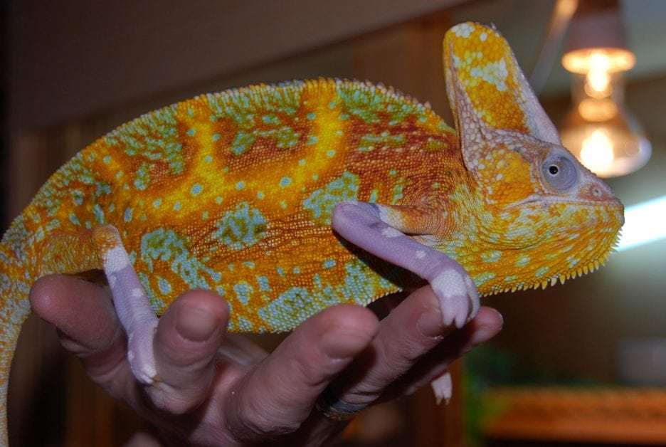 Veiled Chameleon for sale online | Veiled Chameleons for sale