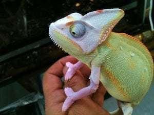 pet chameleon