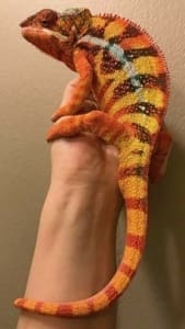 where to buy chameleon